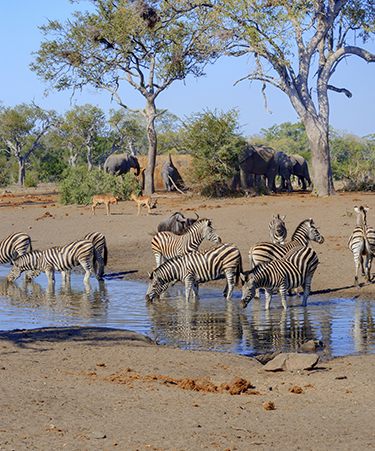 Kruger national park-02iti.3